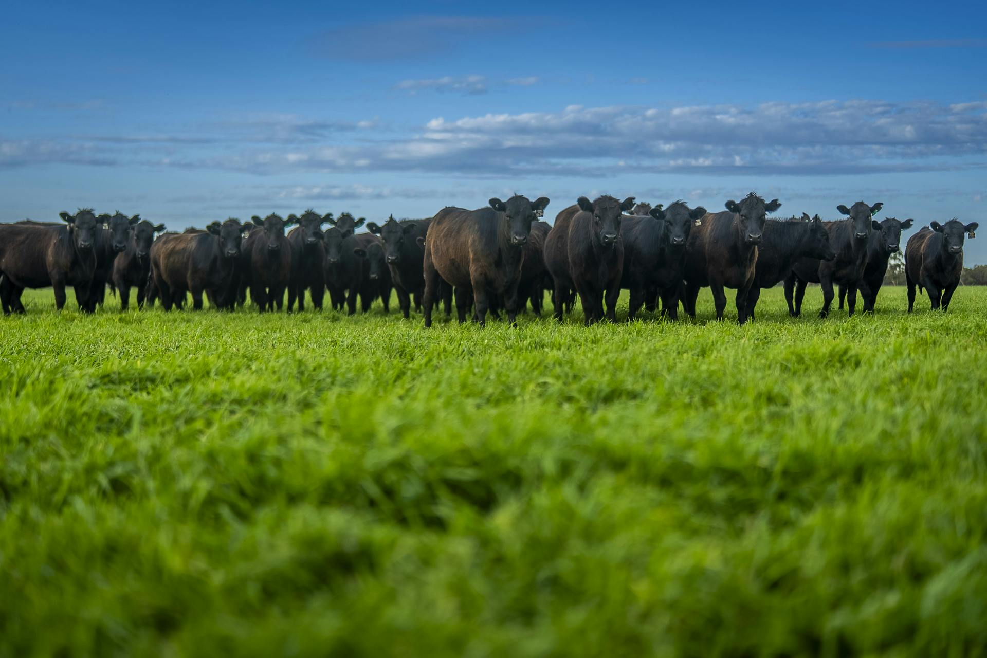 325 Maranoa Downs Road, Stewart Range, SA, 5271