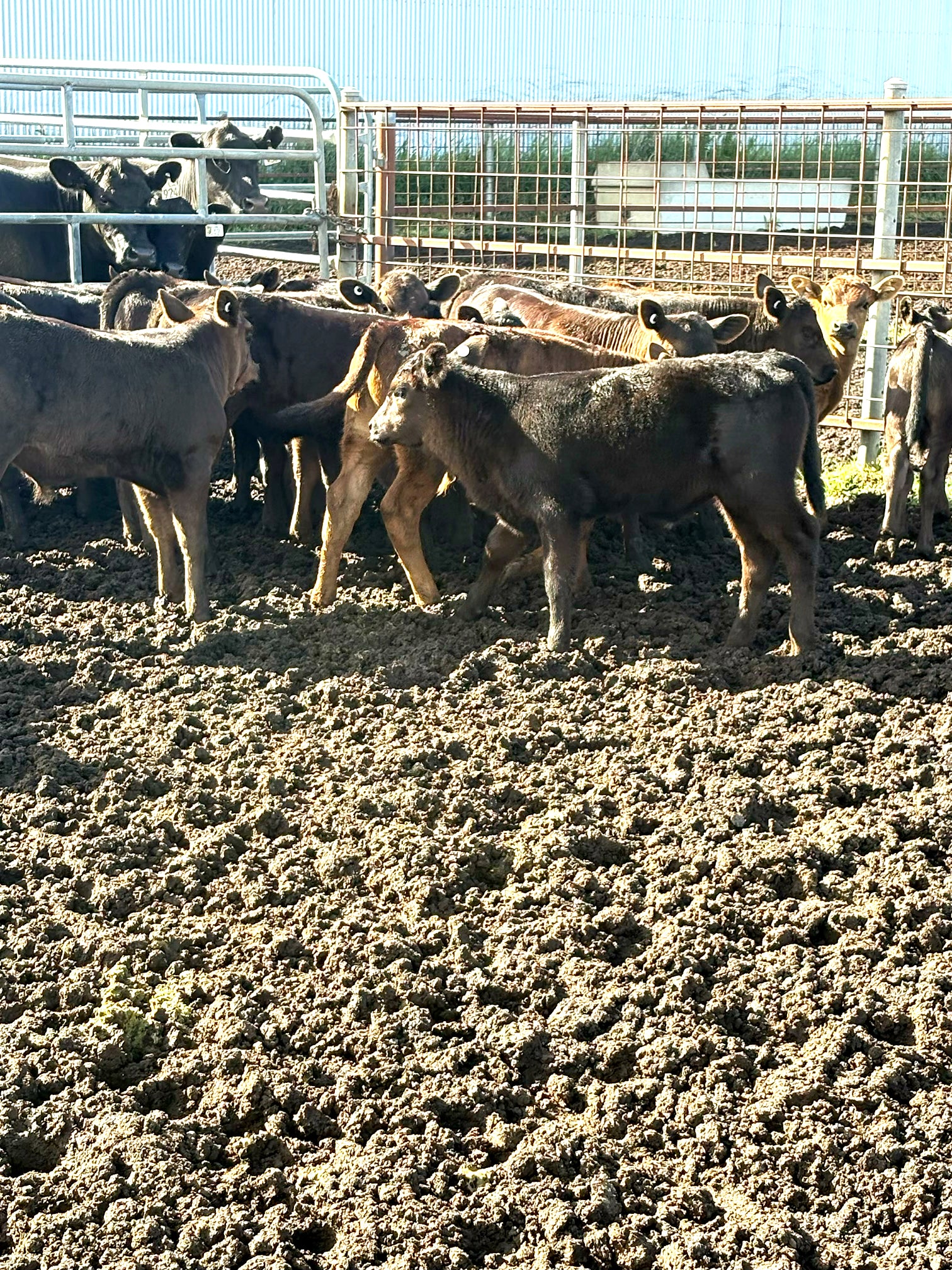 Thirty seven Angus cows and calves for sale