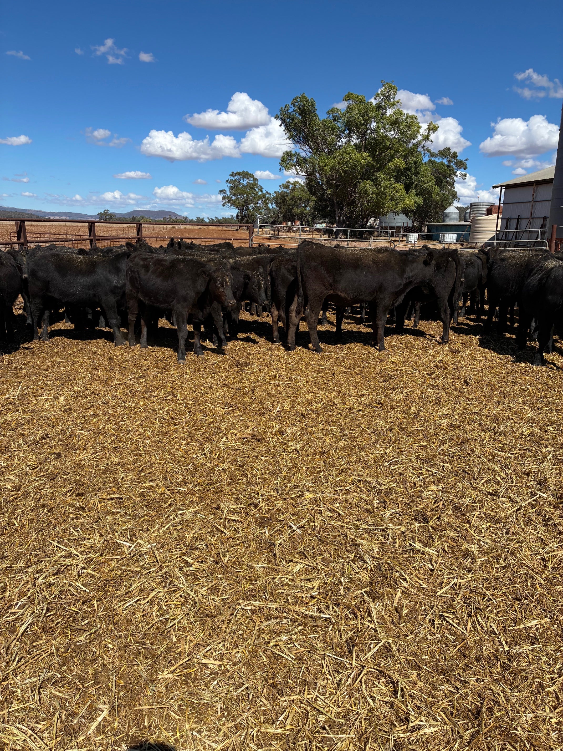 83 F1 Weaners