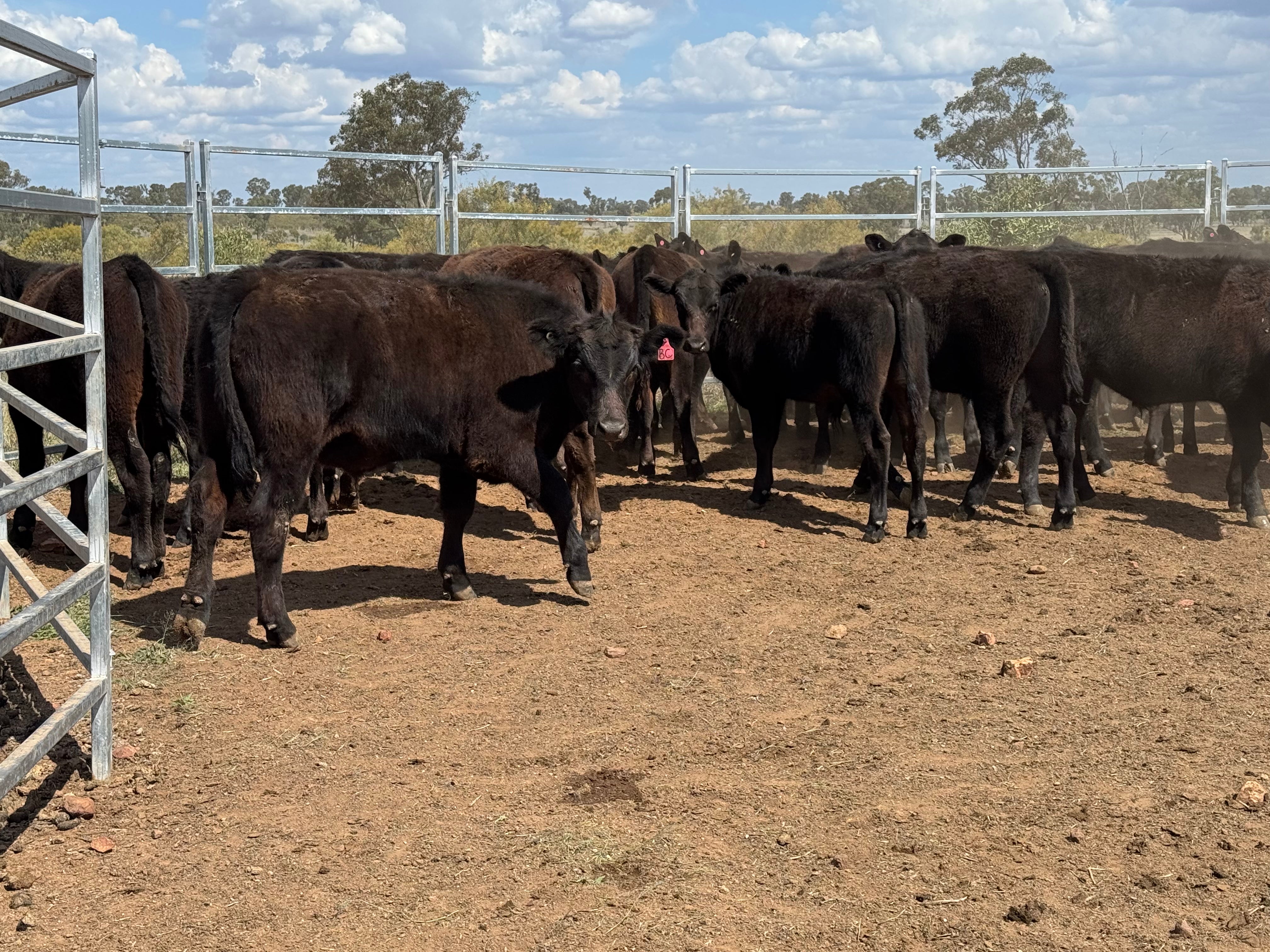 77 Mixed sex Angus / Wagyu F1 Calves