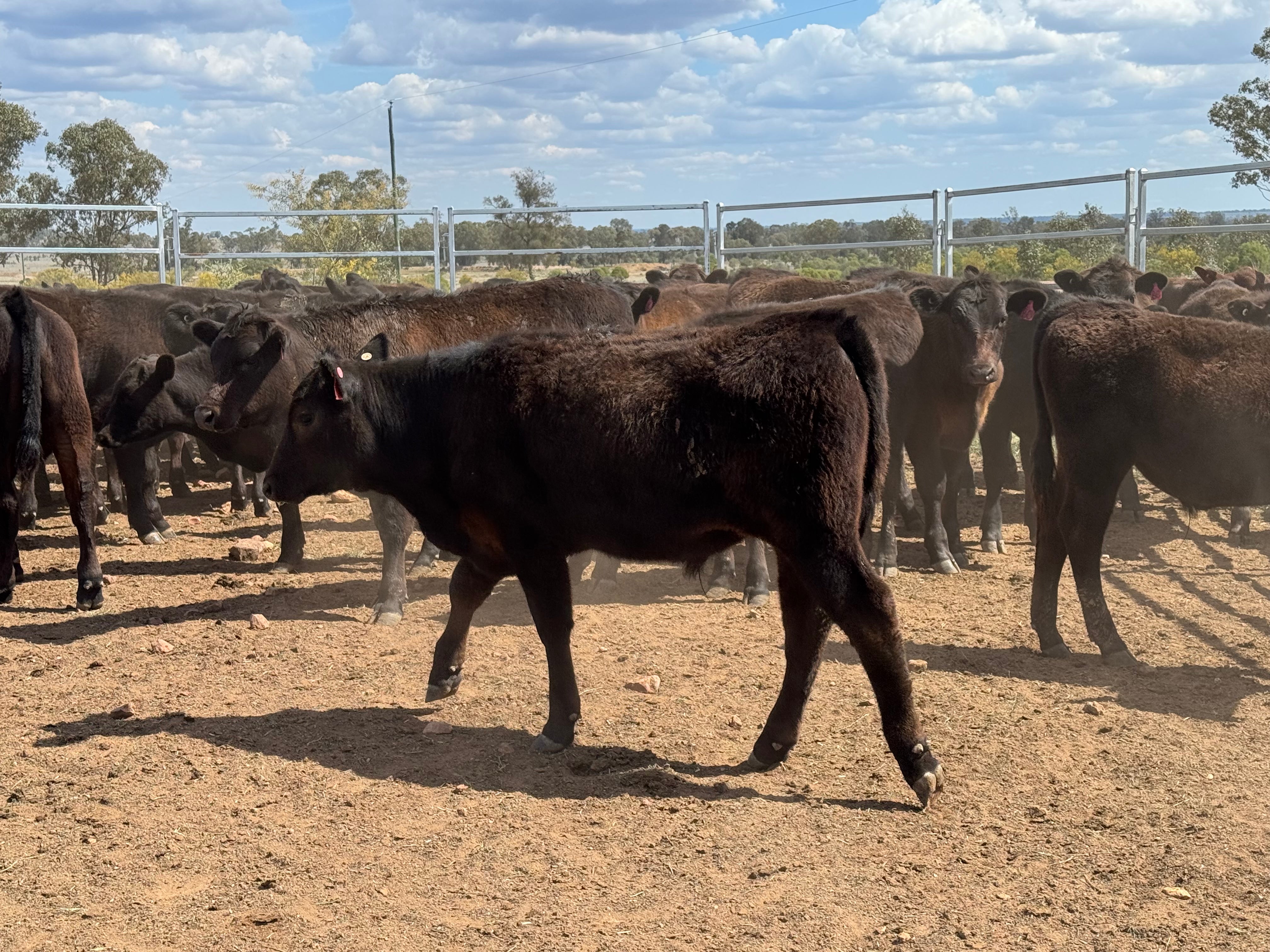 77 Mixed sex Angus / Wagyu F1 Calves