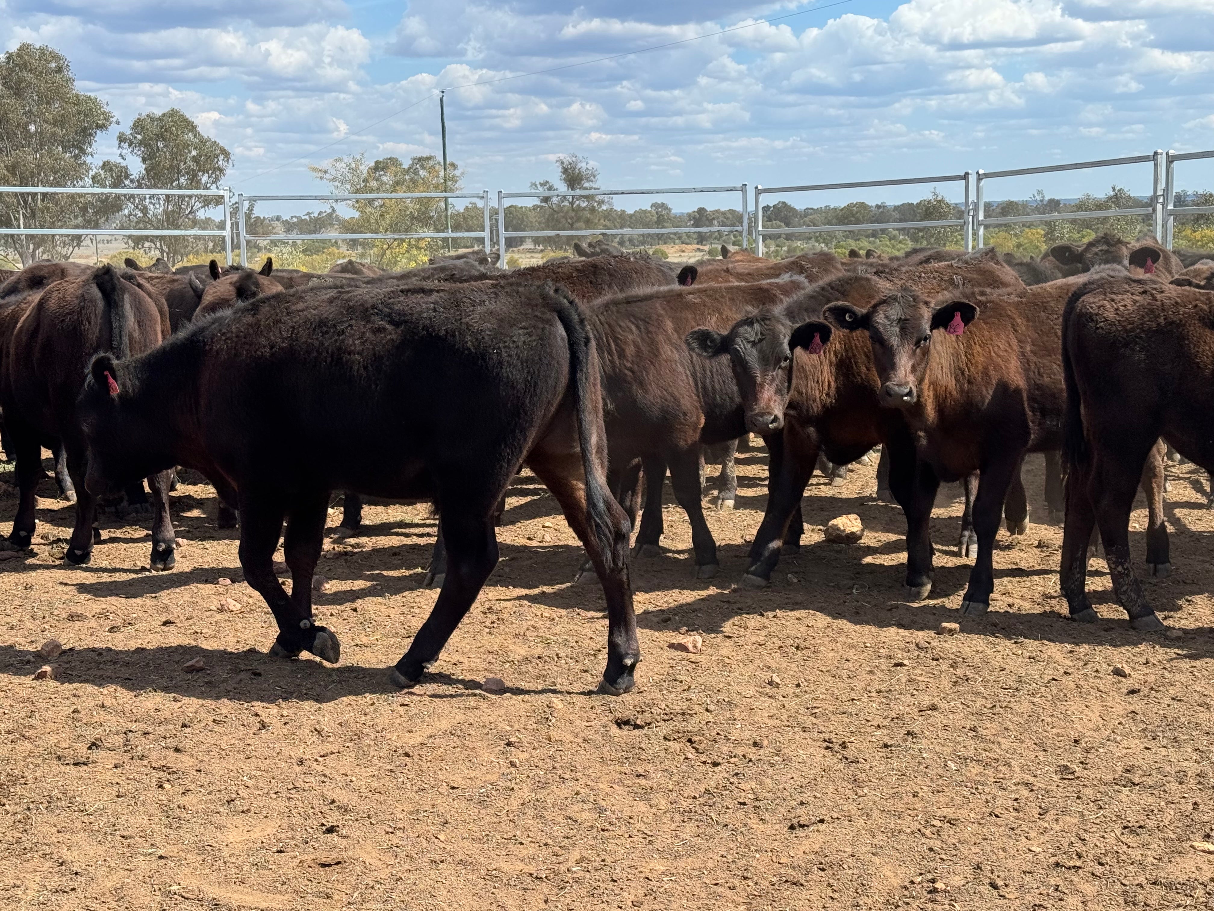 77 Mixed sex Angus / Wagyu F1 Calves