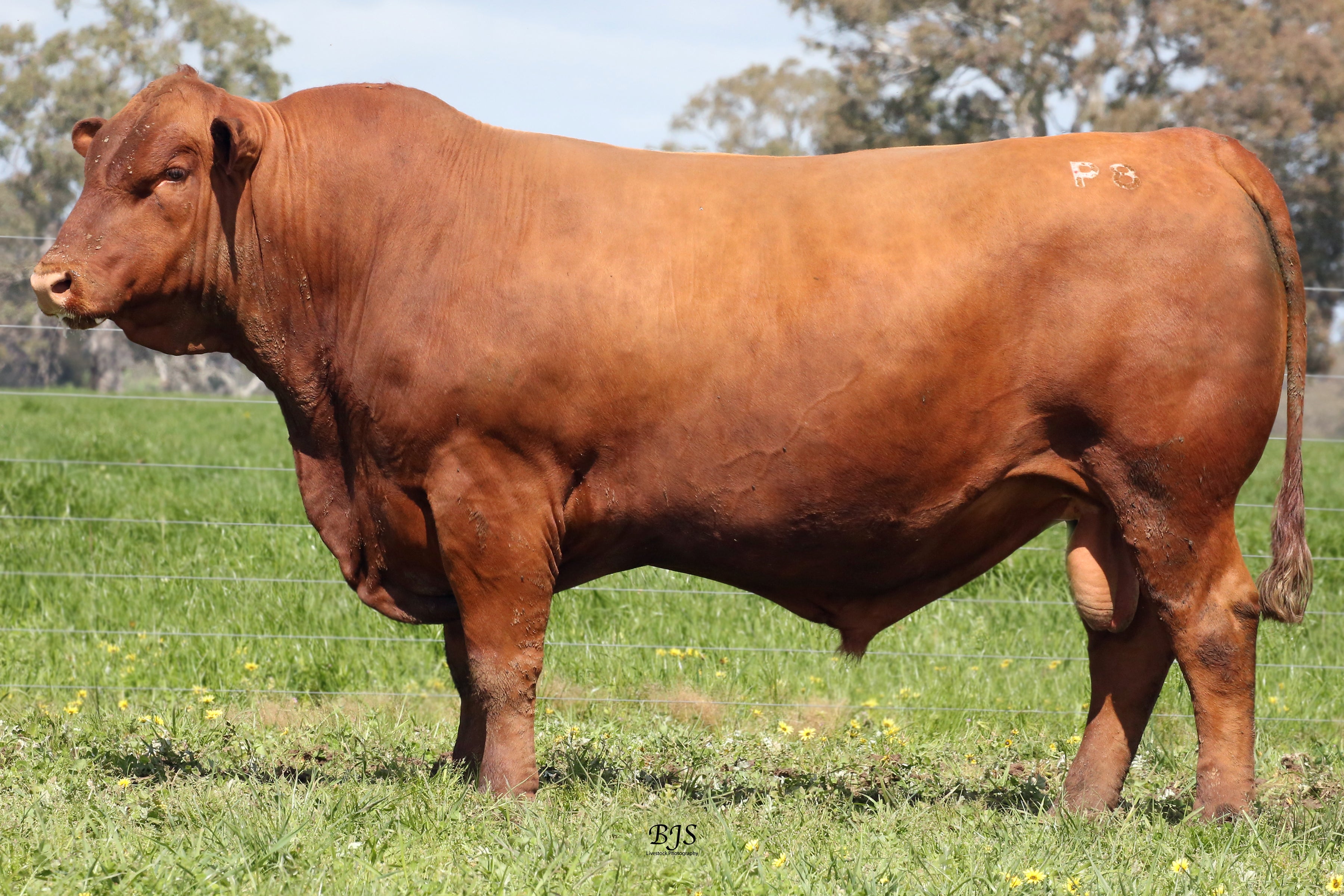 Kurra-Wirra Annual Bull Sale 2026
