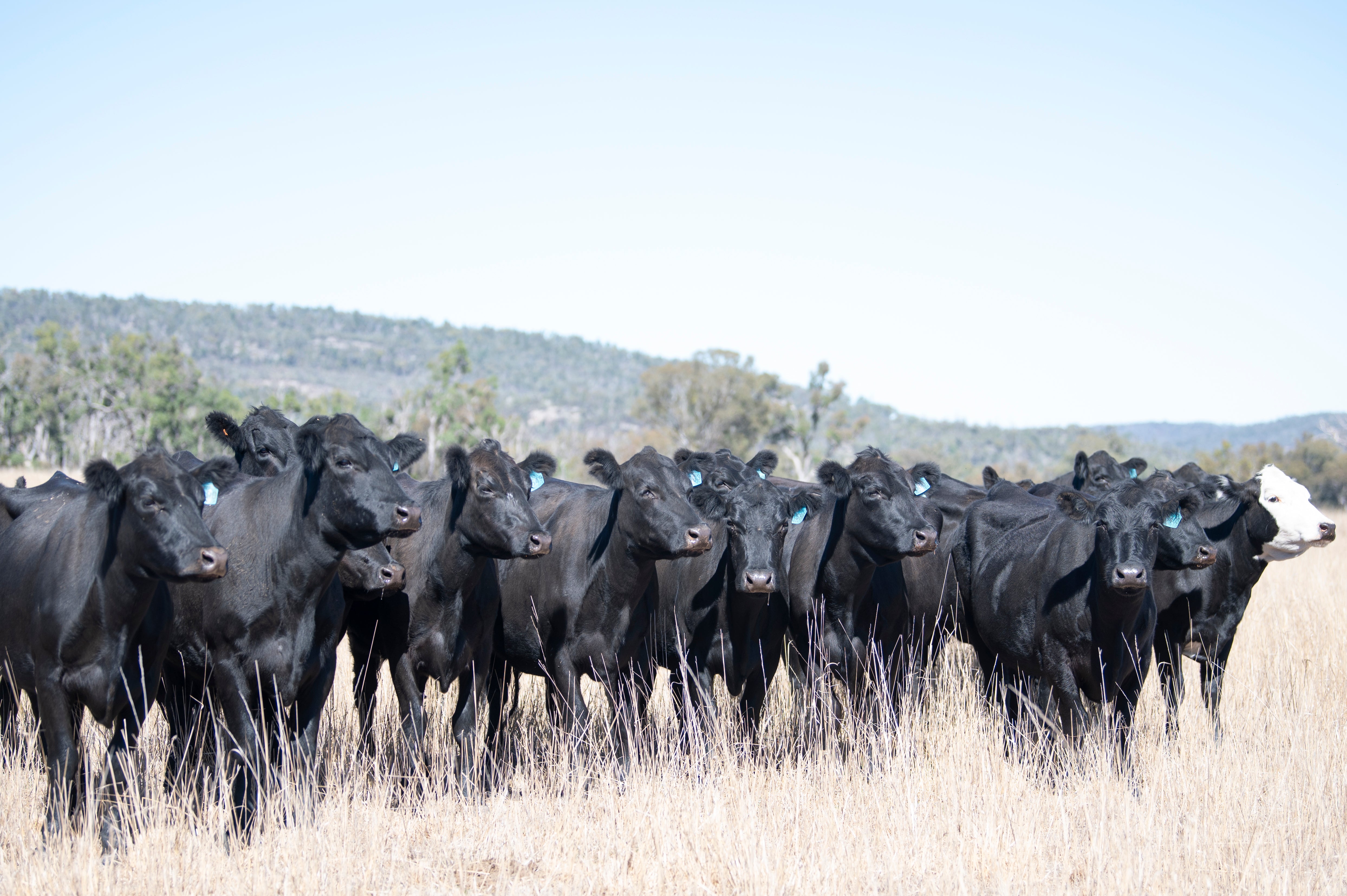 319 Preg-Tested In-Calf Angus Cows