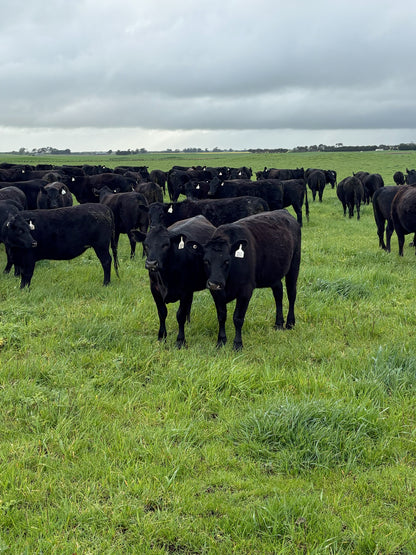 219 Preg-Tested In-Calf Heifers
