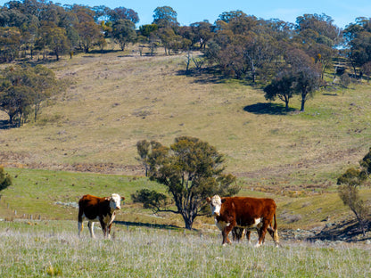 5353 Trunkey Road, Trunkey Creek, NSW, 2795