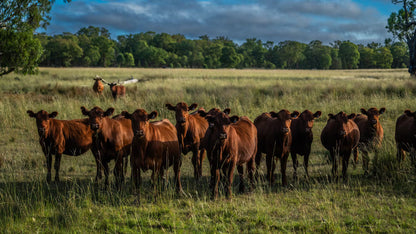 3297 Stanthorpe-Inglewood Road, Inglewood, QLD, 4387