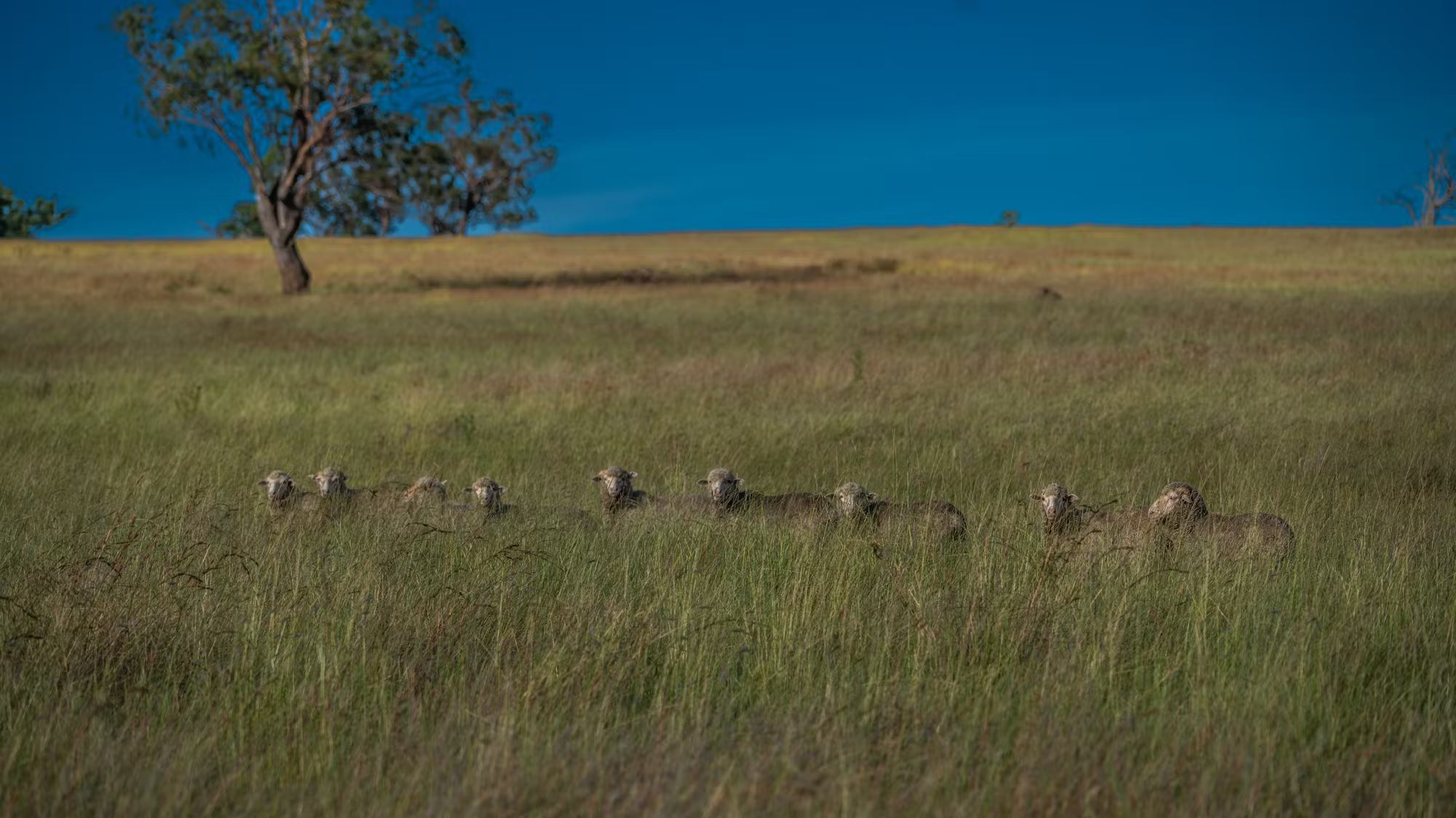 3297 Stanthorpe-Inglewood Road, Inglewood, QLD, 4387