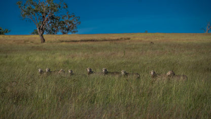 3297 Stanthorpe-Inglewood Road, Inglewood, QLD, 4387