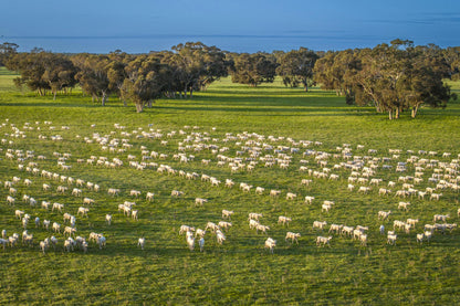 325 Maranoa Downs Road, Stewart Range, SA, 5271