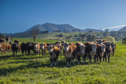 1578 Bindi Road, Bindi, VIC, 3896