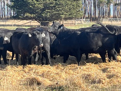 83 Preg-Tested In-Calf Angus Heifers