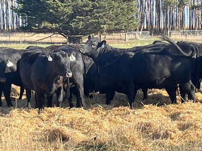 83 Preg-Tested In-Calf Angus Heifers