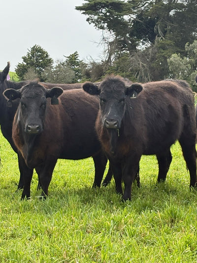 87 Preg-Tested In-Calf Heifers