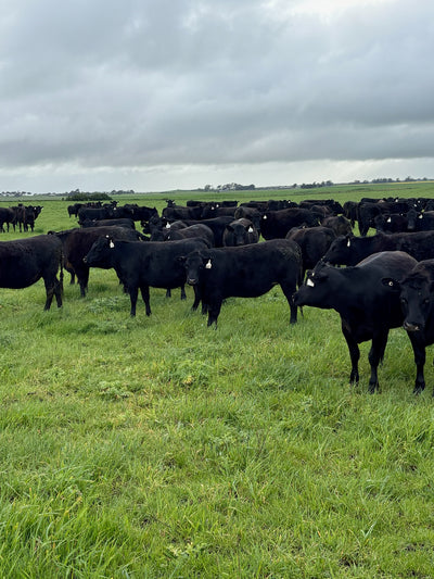 219 Preg-Tested In-Calf Heifers