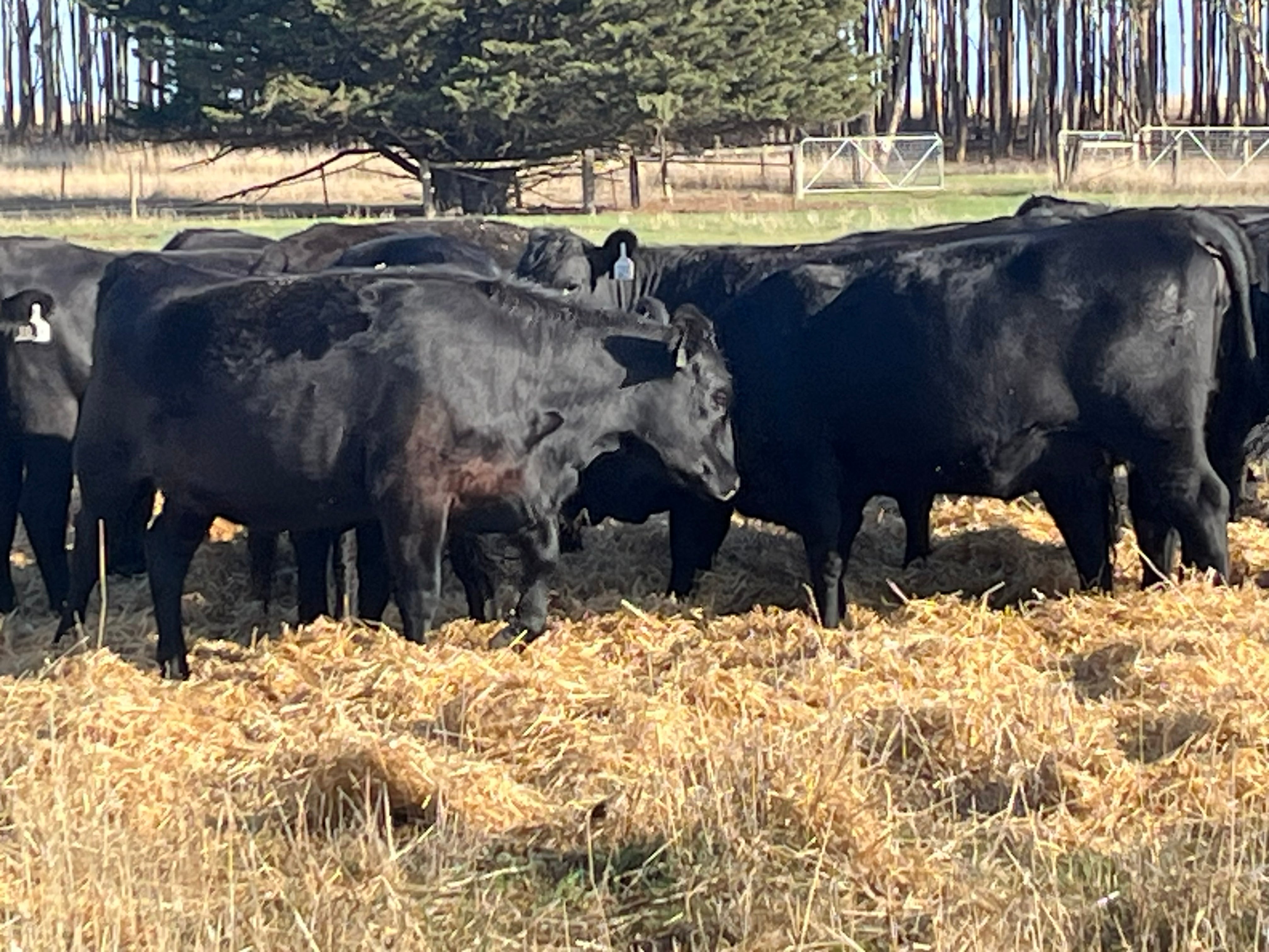 83 Preg-Tested In-Calf Angus Heifers