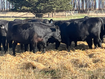 83 Preg-Tested In-Calf Angus Heifers