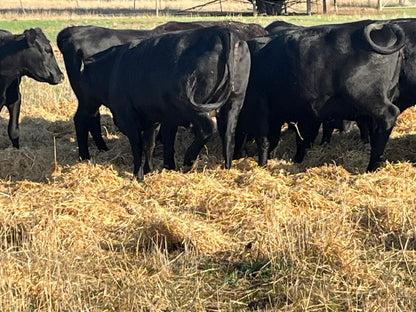 83 Preg-Tested In-Calf Angus Heifers