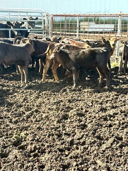 Thirty seven Angus cows and calves for sale