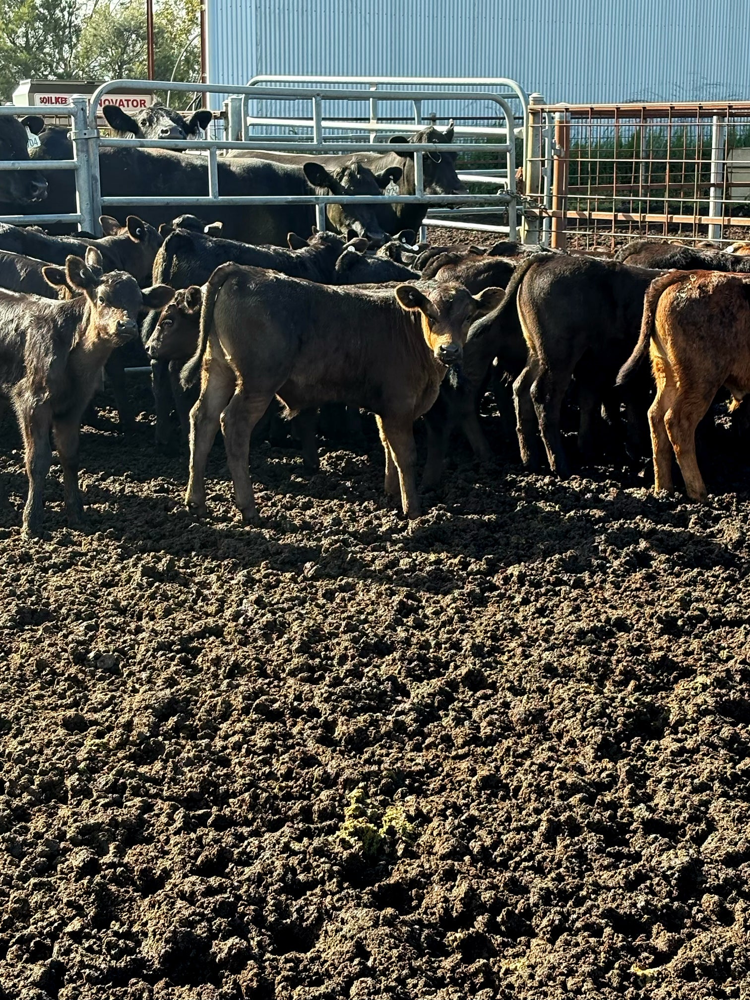 Thirty seven Angus cows and calves for sale