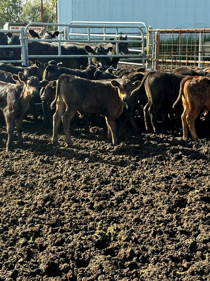 Thirty seven Angus cows and calves for sale