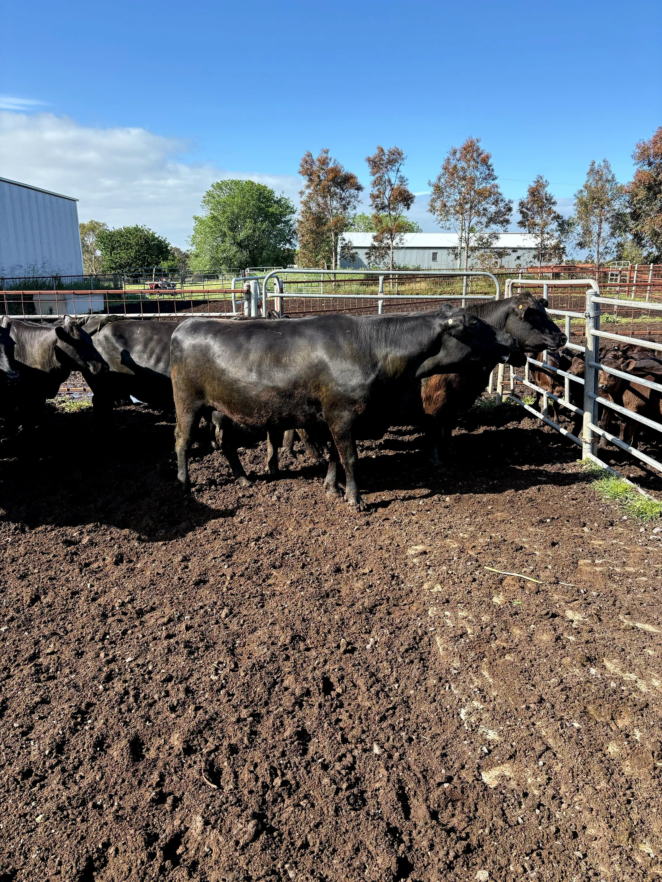 Thirty seven Angus cows and calves for sale