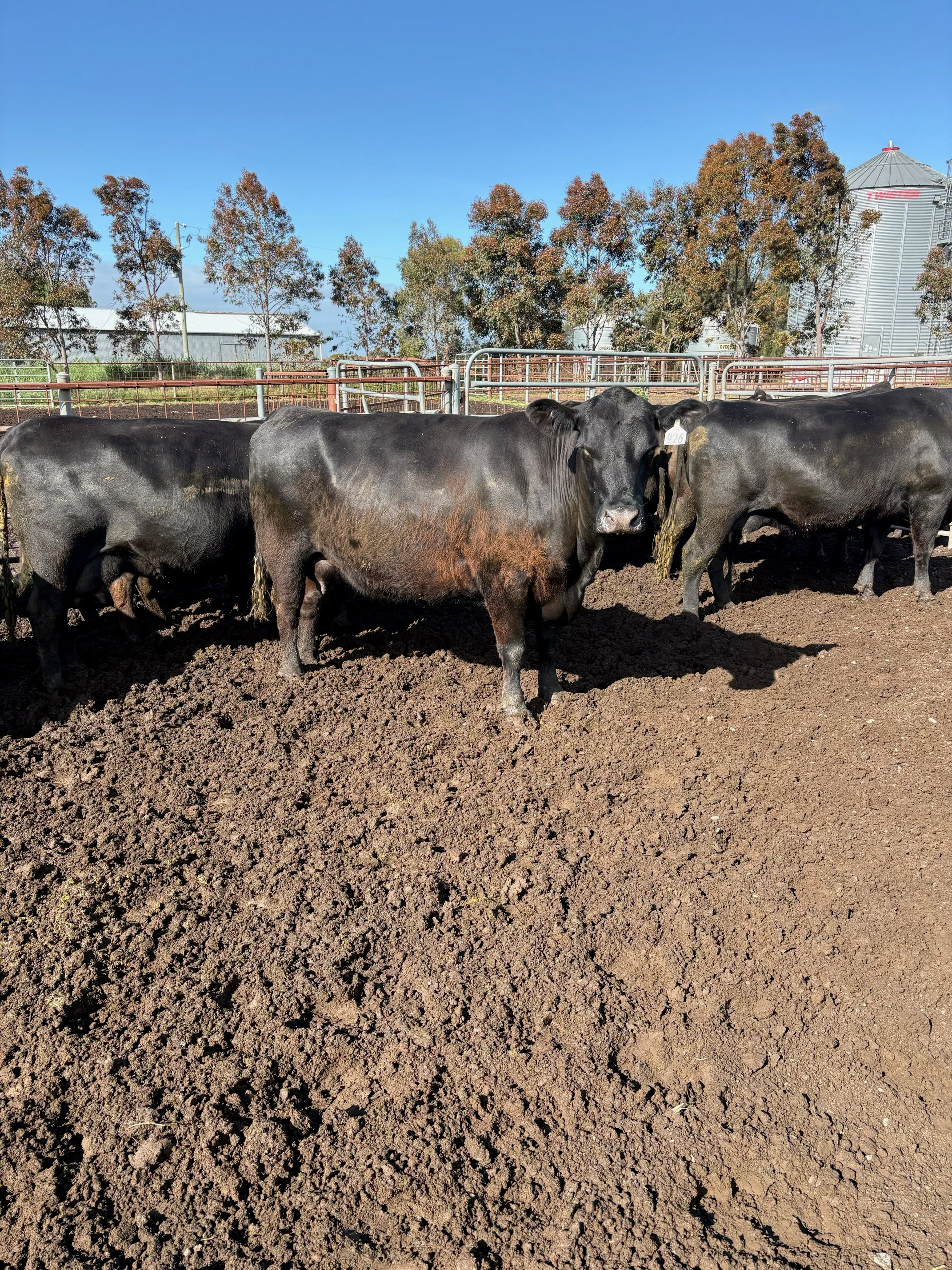 Thirty seven Angus cows and calves for sale