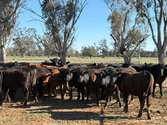 140 Angus Mixed Sex Steers & Heifers