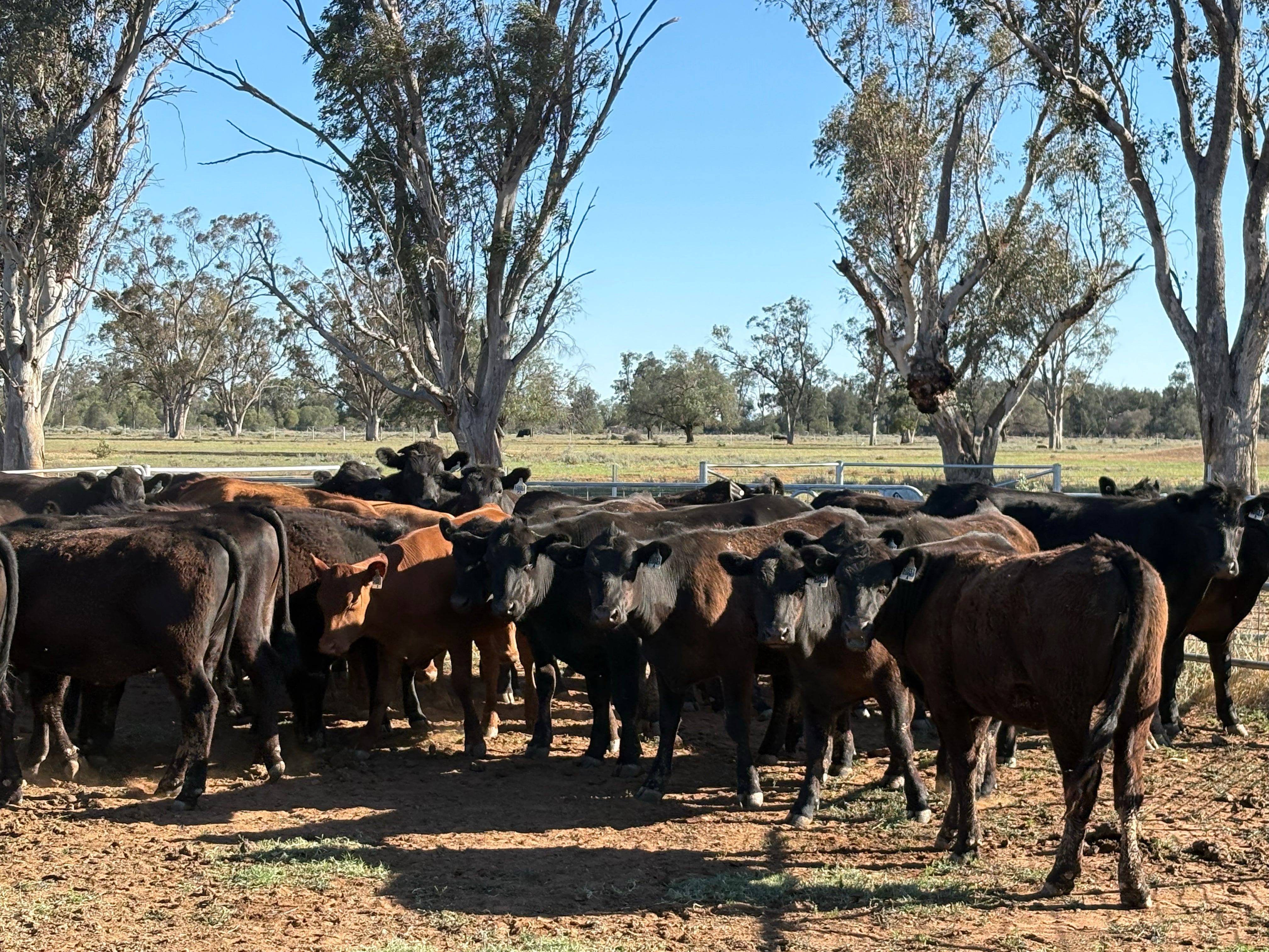 140 Angus Mixed Sex Steers & Heifers