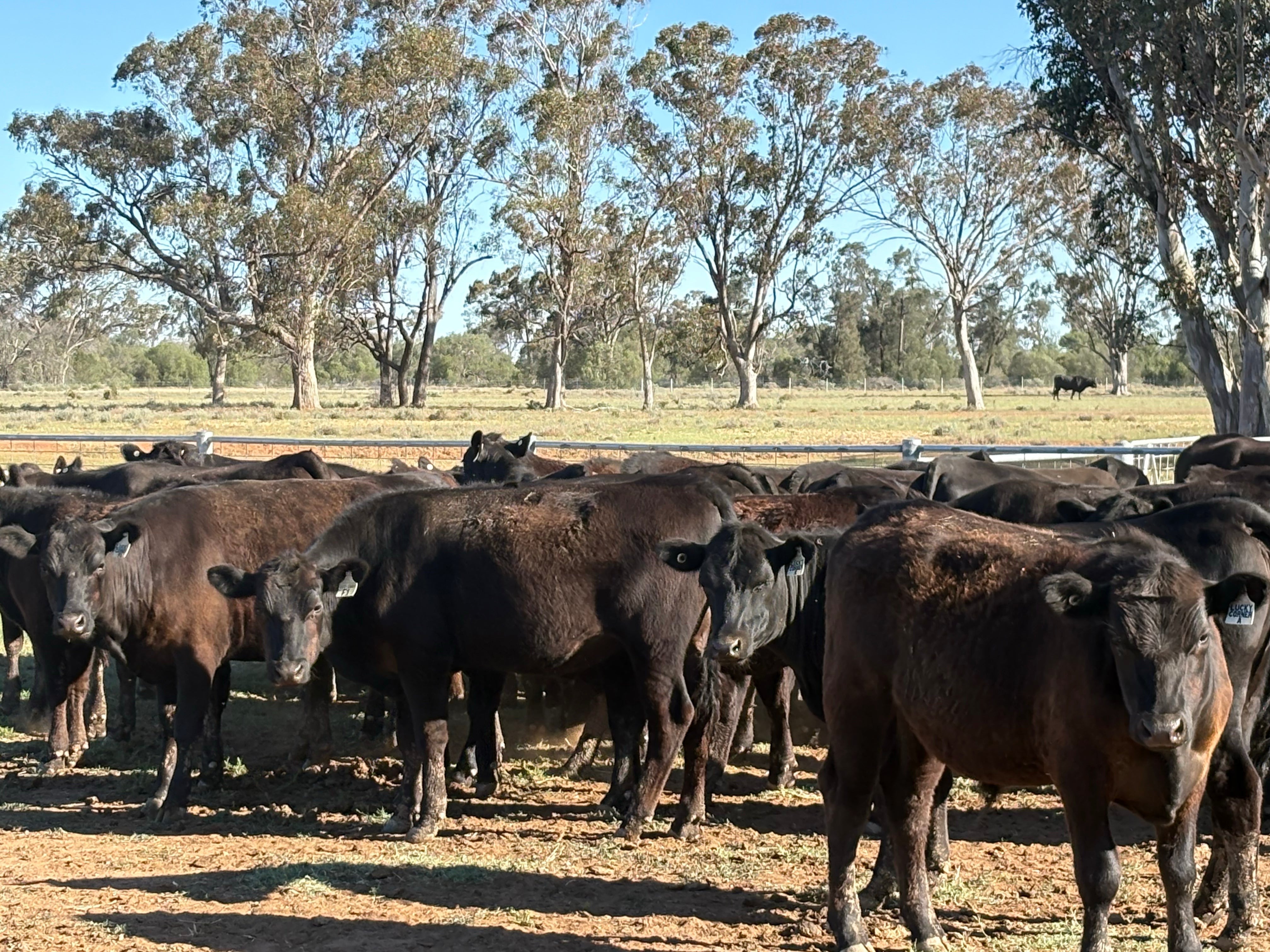 140 Angus Mixed Sex Steers & Heifers
