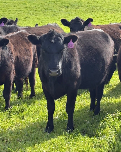 48 Preg-Tested In-Calf Cows