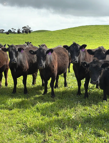 48 Preg-Tested In-Calf Cows