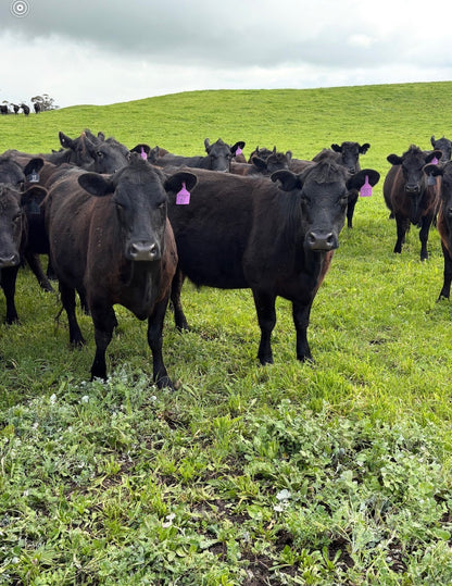 48 Preg-Tested In-Calf Cows