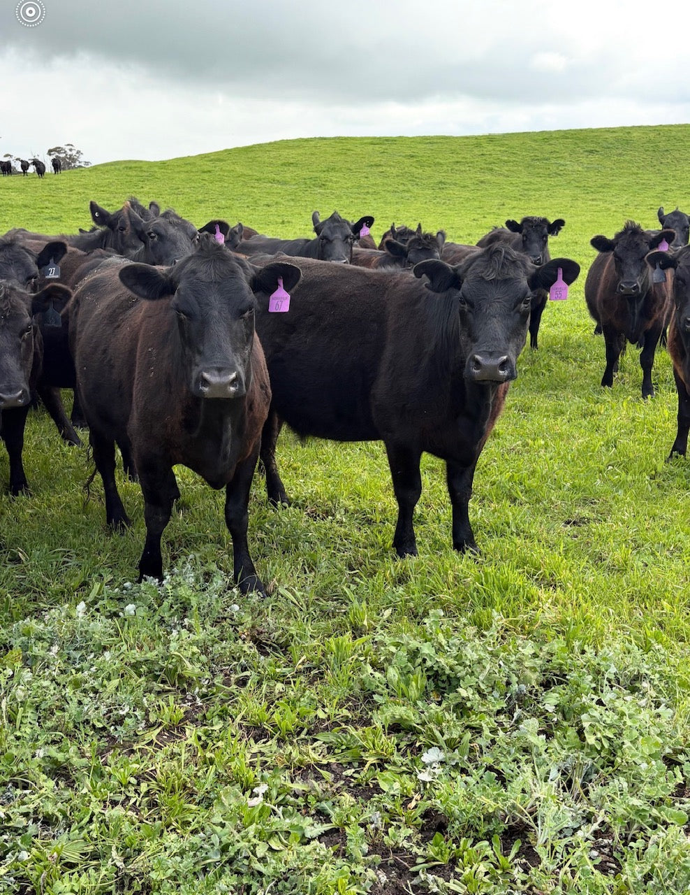 48 Preg-Tested In-Calf Cows