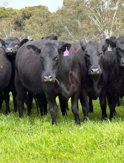 48 Preg-Tested In-Calf Cows