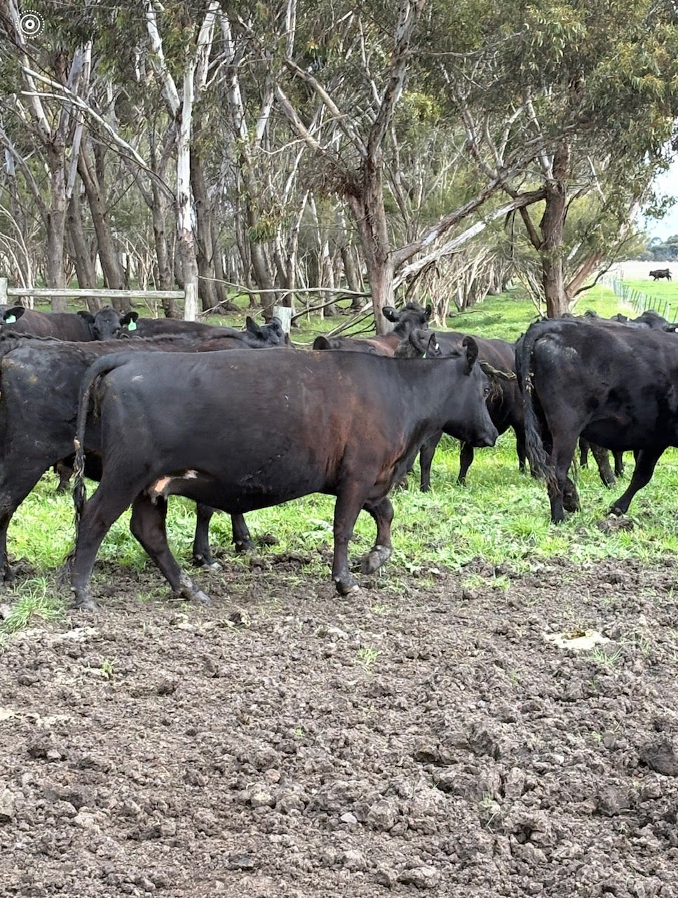 63 Preg-Tested In-Calf Cows