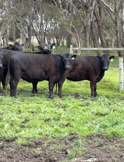 63 Preg-Tested In-Calf Cows
