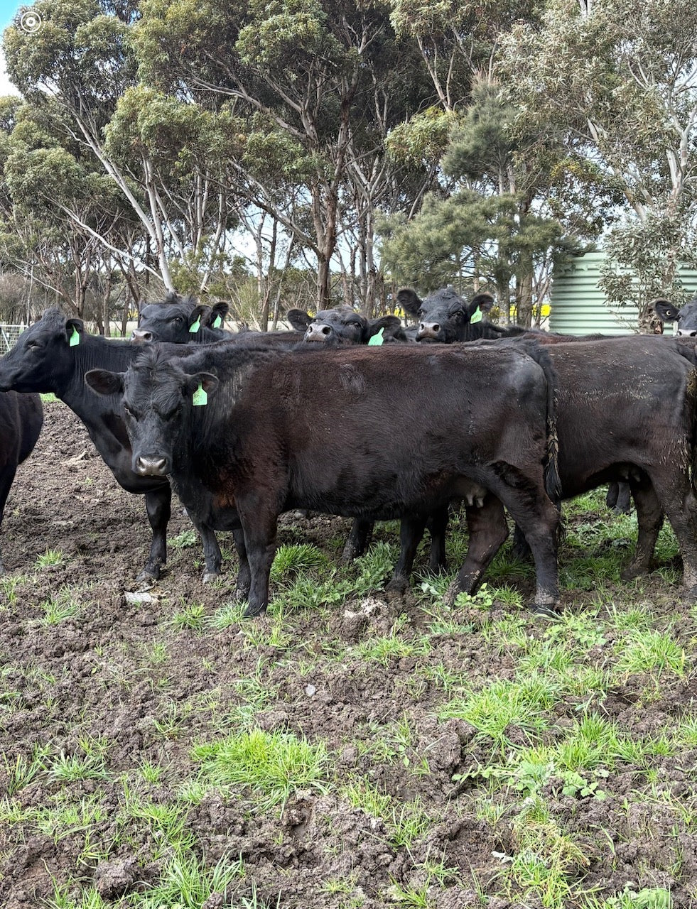 63 Preg-Tested In-Calf Cows