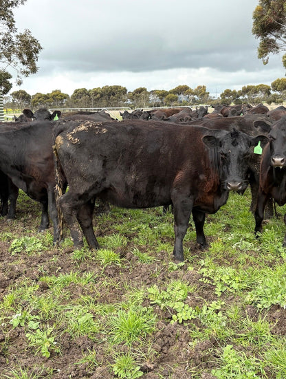 63 Preg-Tested In-Calf Cows