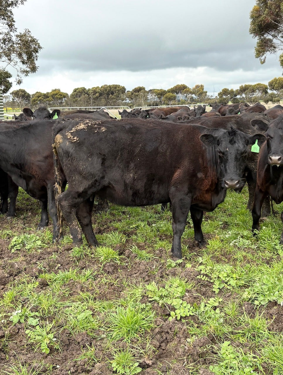 63 Preg-Tested In-Calf Cows