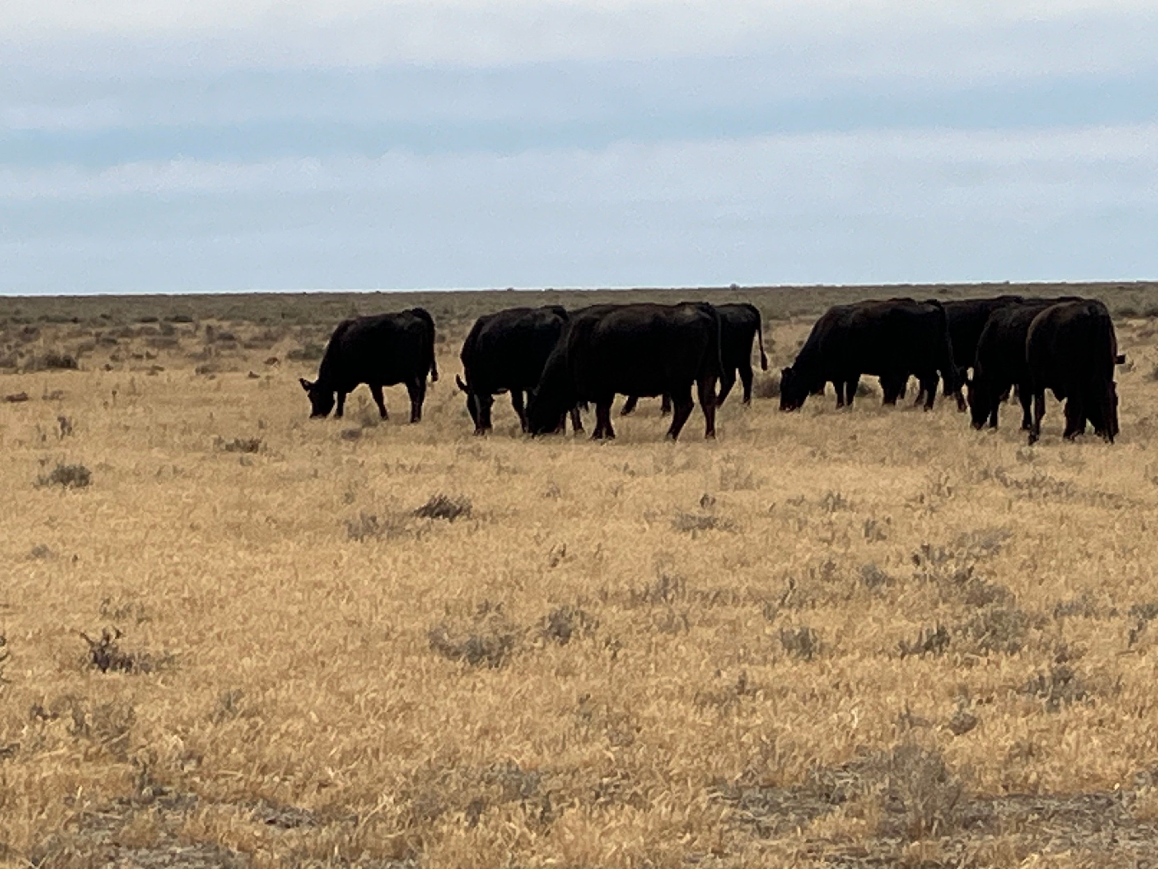 45 Angus Cows