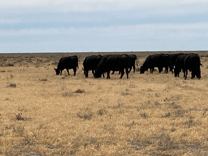 45 Angus Cows