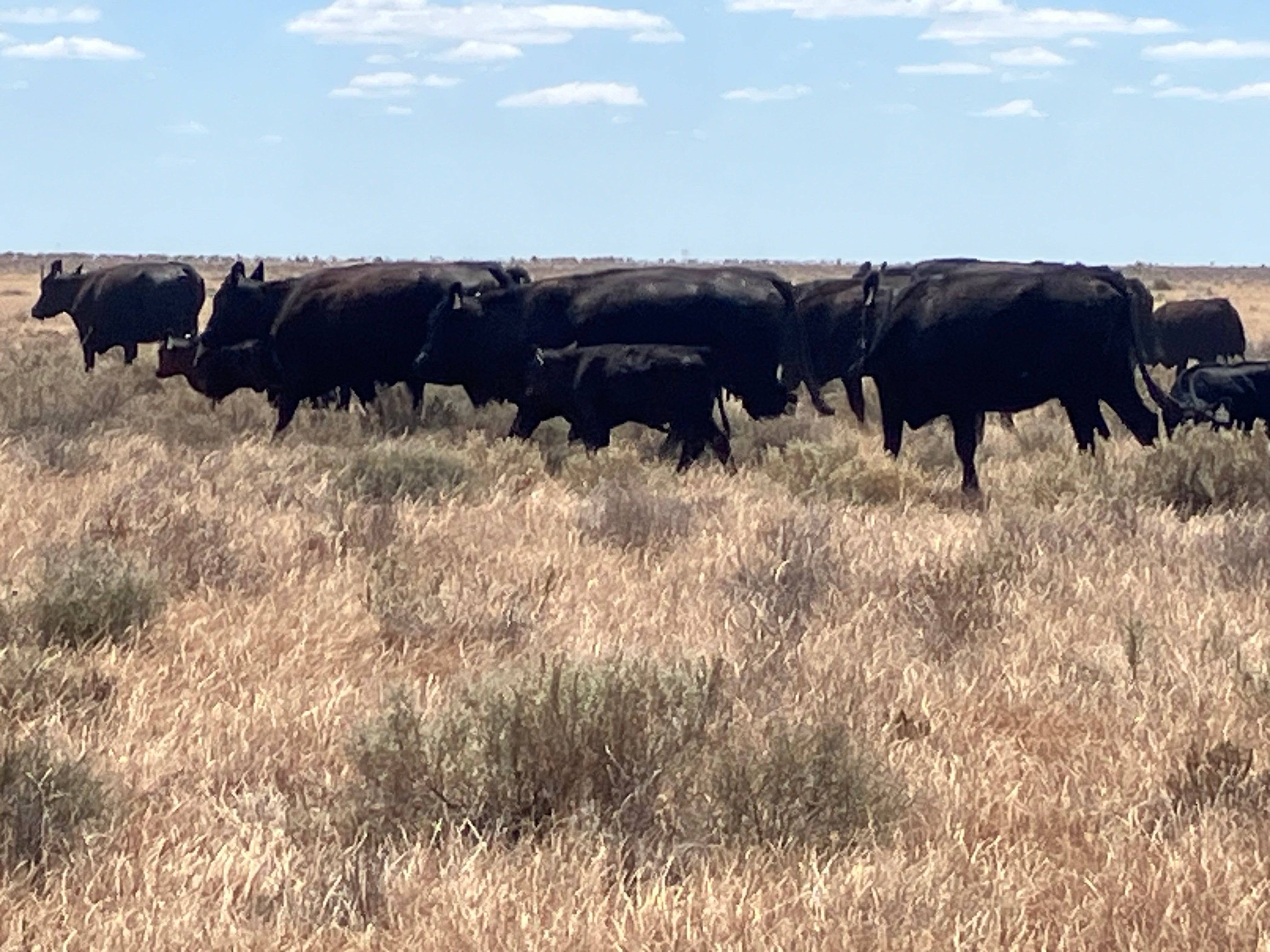 48 Angus Cows & Calves