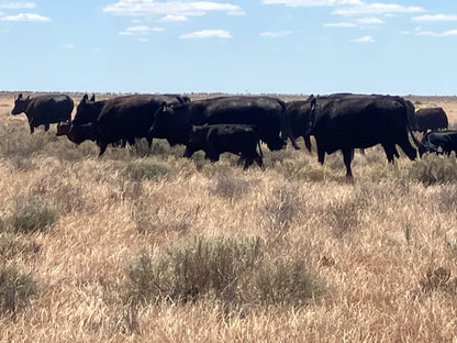 48 Angus Cows & Calves
