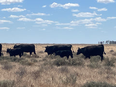 48 Angus Cows & Calves