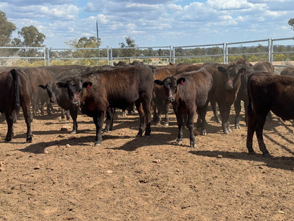 77 Mixed sex Angus / Wagyu F1 Calves