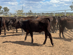77 Mixed sex Angus / Wagyu F1 Calves