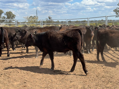 77 Mixed sex Angus / Wagyu F1 Calves