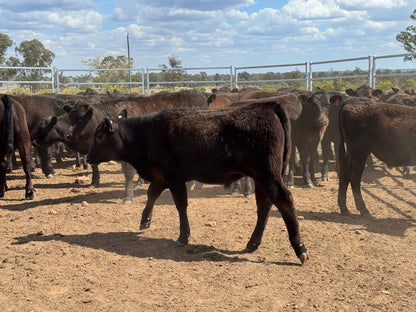 77 Mixed sex Angus / Wagyu F1 Calves