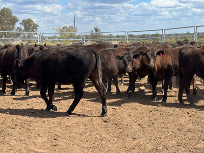 77 Mixed sex Angus / Wagyu F1 Calves